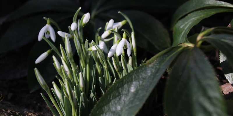 Winterlinge: Strahlende Vorboten des Frühlings