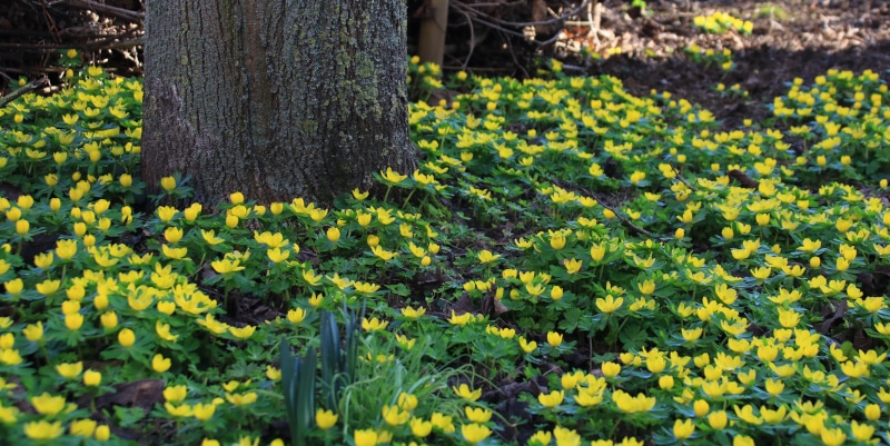 Winterlinge: Strahlende Vorboten des Frühlings