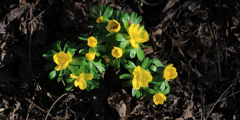 Winterlinge: Strahlende Vorboten des Frühlings