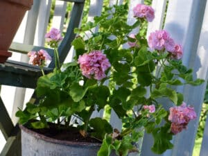 Väcka pelargonen till liv efter vintervilan - Gardenize
