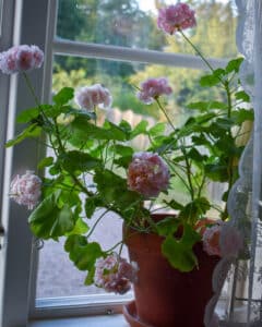 Pelargon i fönster - Gardenize