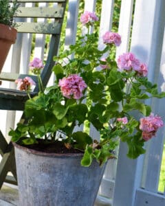 Vacker pelargon i trädgård - Gardenize