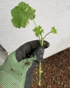 Beskära Pelargon - Gardenize