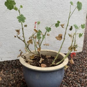 Beskär Pelargonen - Gardenize