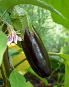Aubergine - odla själv