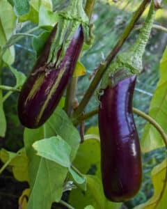 Aubergine på planta - odla eget