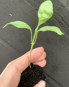 Skola om aubergine - så här gör du