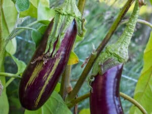 Odla aubergine - aubergineplanta