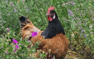 Glückliche Hühner von Anfang an.