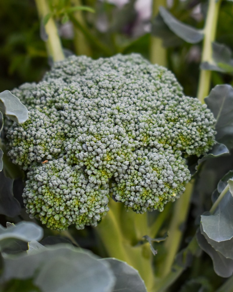1000x800px-gardenize-broccoli Broccoli i trädgården