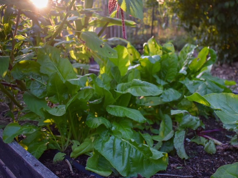 800x600px-gardenize-vaxtfoljd-tradgard Odlingsbädd för planering av växtföljd