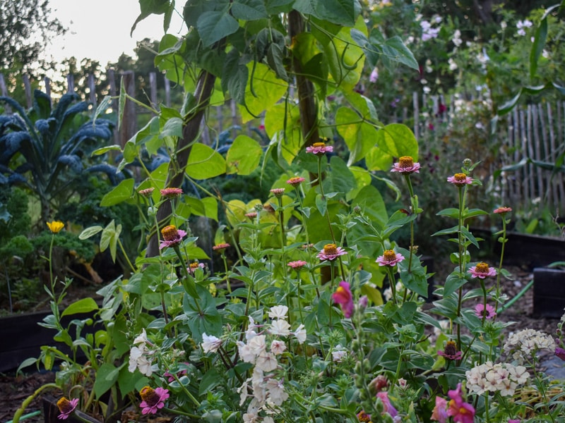 800x600px-gardenize-vaxtfoljd Växtföljd i trädgården