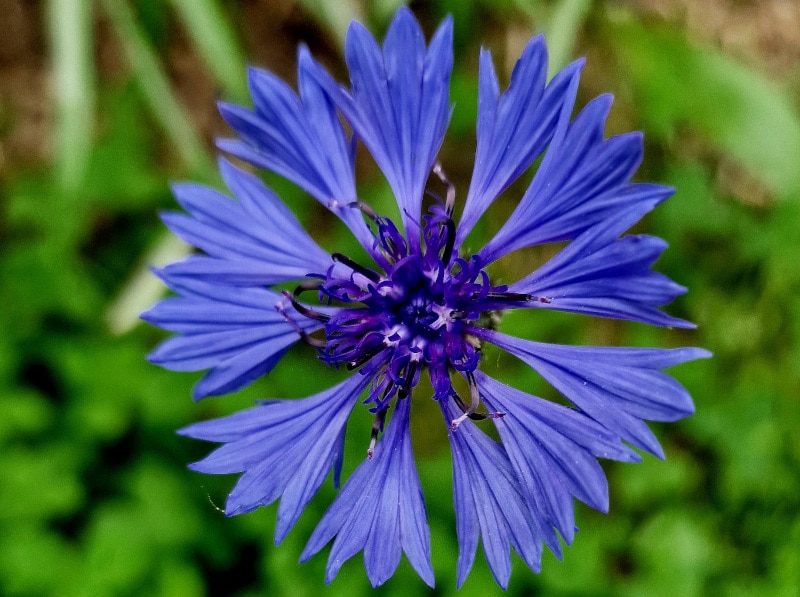 Nahaufnahme einer Flockblumenblüte.jpg Stauden für den trockenen Halbschatten