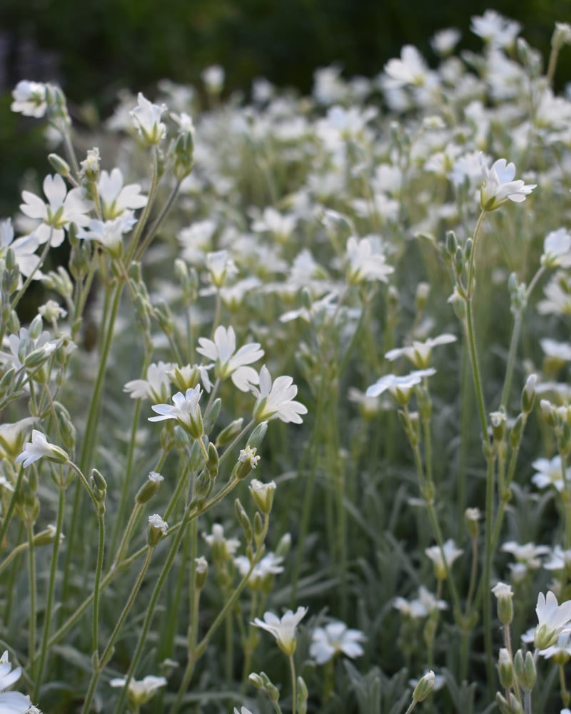 800x1000px-gardenize-silverarv Silverarv - 10 perenner i soliga lägen