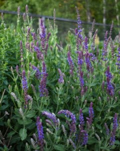 Stäppsalvia - 10 perenner i soliga lägen