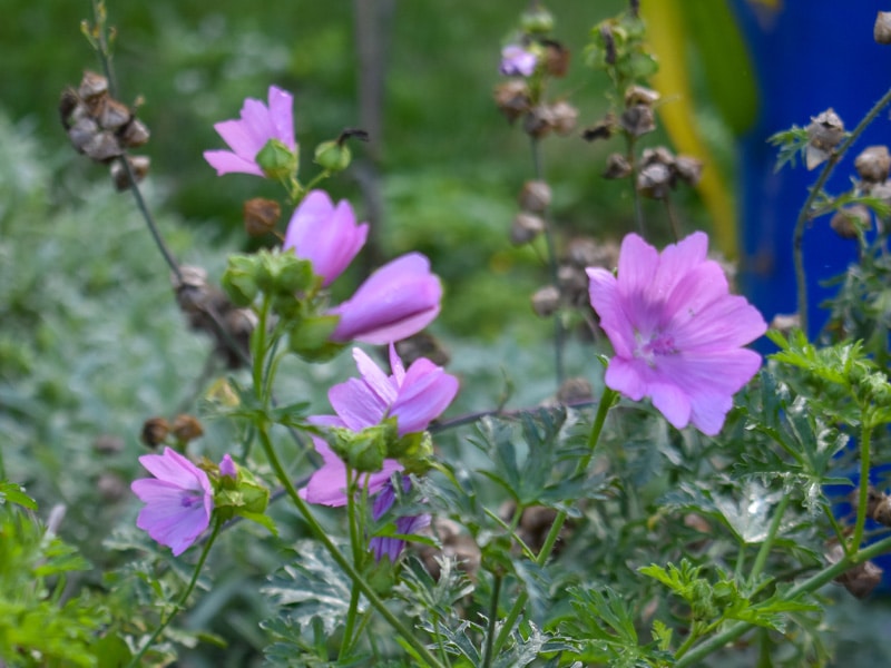 800x600px-gardenize-gramalva Gråmalva - 10 perenner i soliga lägen