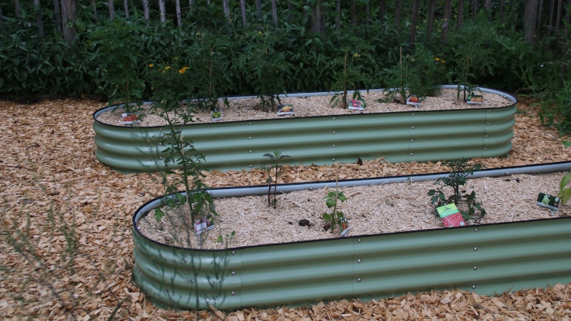 Hochbeete aus Metall - darin Tomaten- und Chillipflanzen mit Tagetes Vorteile vom Gemüseanbau in Hochbeeten - Gardenize