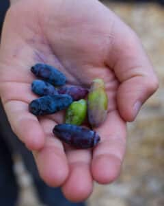 blåbärsstry från trädgården - odla med barn