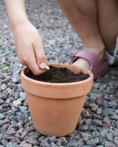 Odla med barn - plantera frö