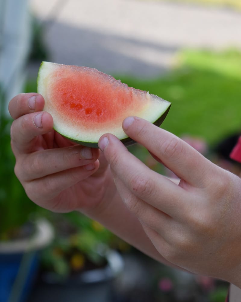 odla med barn - gardenize - vattenmelon