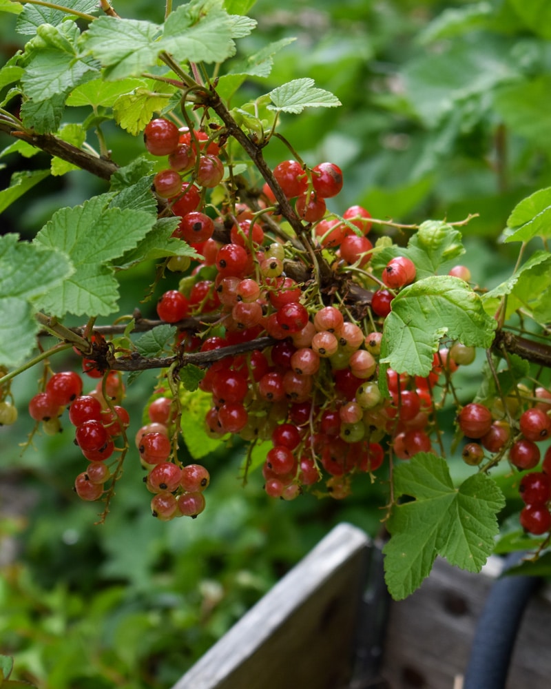 800x1000px-gardenize-vinbar Vinbärsbuske om sommaren