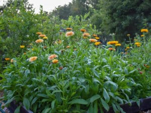 Hur du odlar mer klimatsmart ringblommor i trädgård