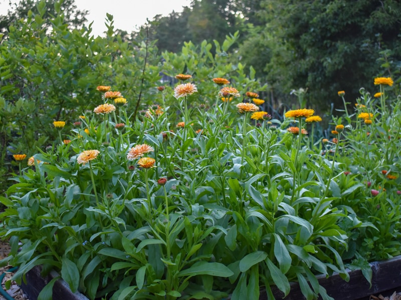 800x600px-gardenize-ringblommor-tradgard Hur du odlar mer klimatsmart ringblommor i trädgård