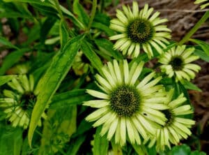 Hol mit dem Purpur-Sonnenhut den Sommer in deinen Garten