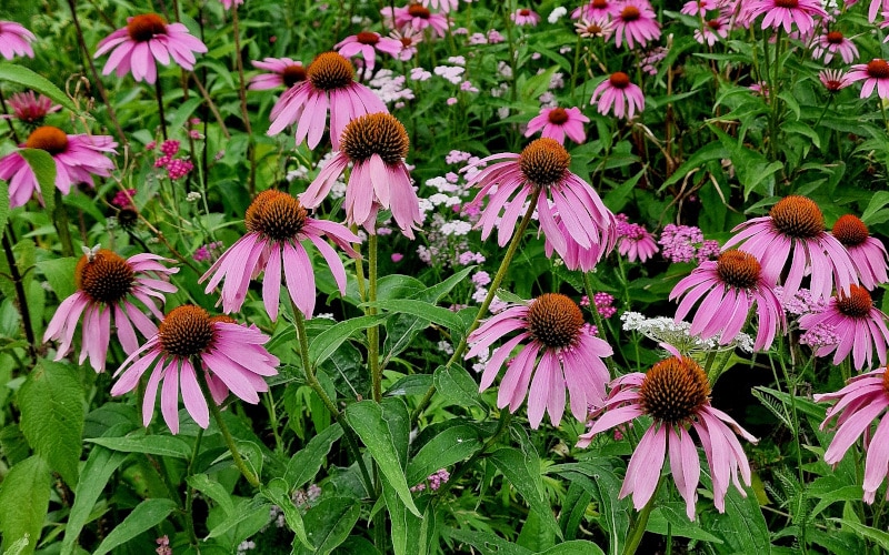 Echinacea Sorte Magnus.jpg Hol mit dem Purpur-Sonnenhut den Sommer in deinen Garten