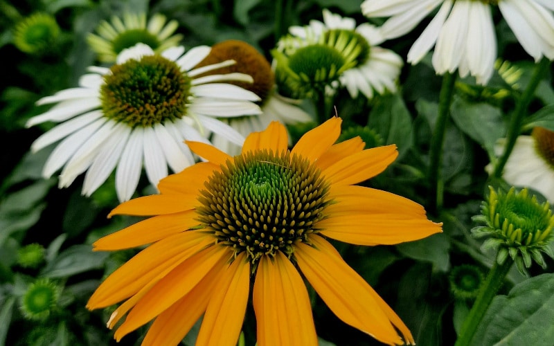 In weiss die Sorte Pretty Parasols.jpg Hol mit dem Purpur-Sonnenhut den Sommer in deinen Garten