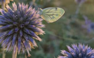 Einen Klimagarten anlegen