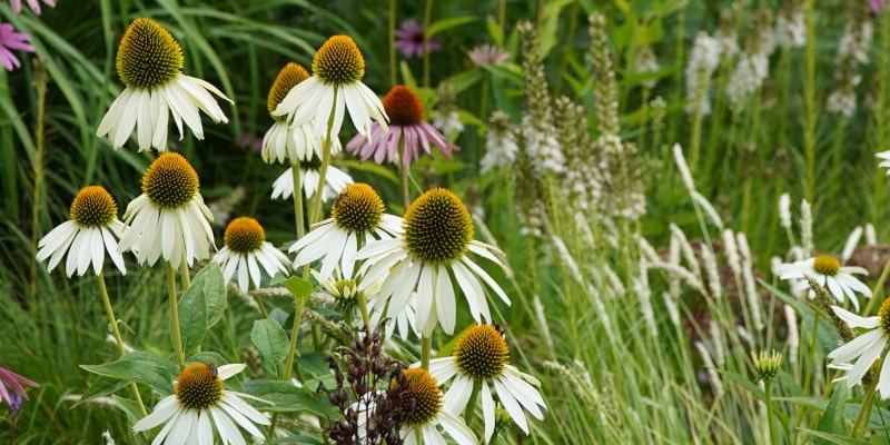 Purpur-Sonnenhut im Mix mit Gräsern.JPG Hol mit dem Purpur-Sonnenhut den Sommer in deinen Garten