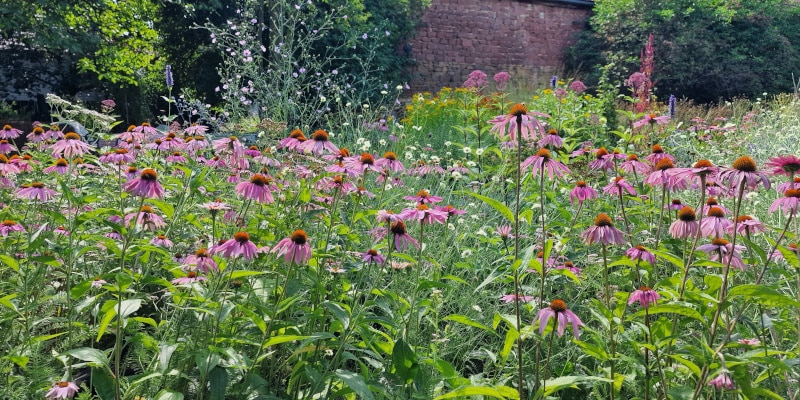 Einen Klimagarten anlegen