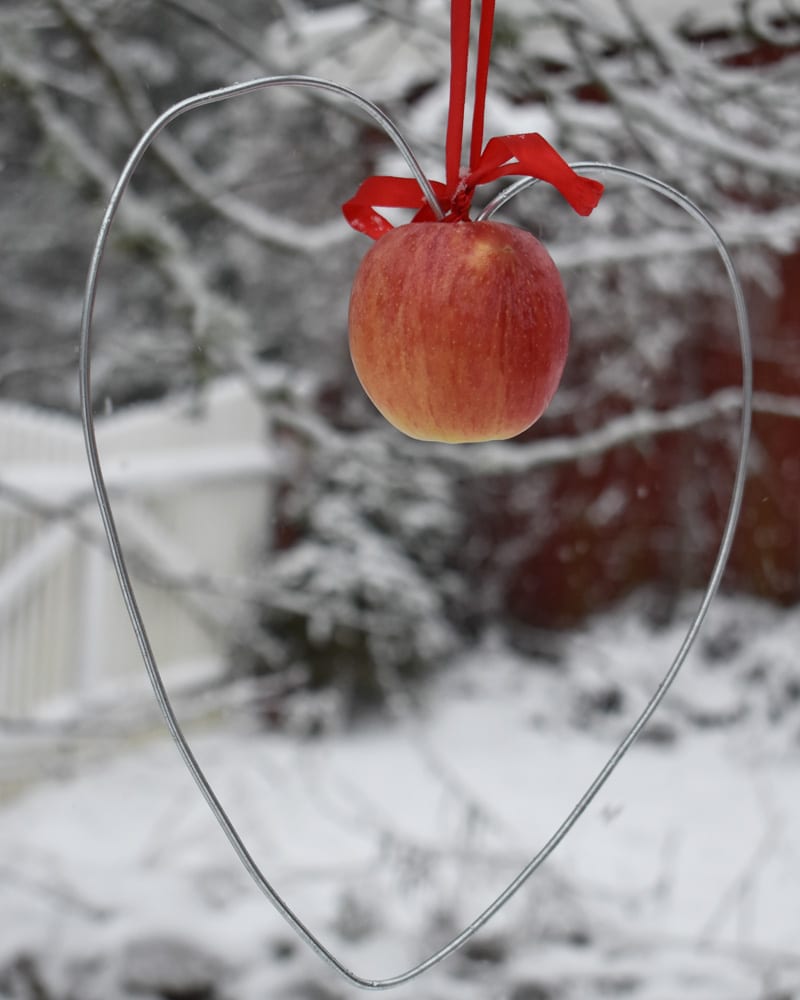 800x1000px-gardenize-fagelmatare-apple-vinter Äppelkrans som fågelmat om vintern