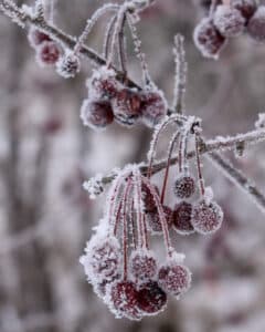 Frusna bär fågelmat vinter
