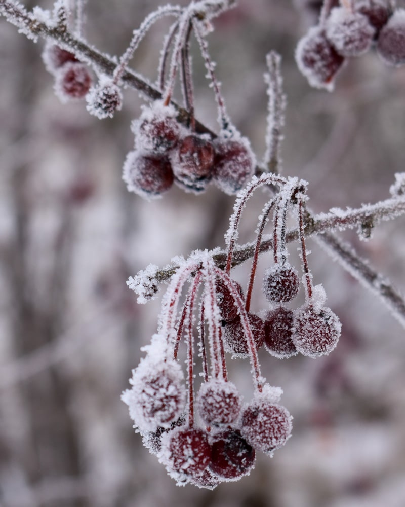 800x1000px-gardenize-frusna-bar-vinter Frusna bär fågelmat vinter