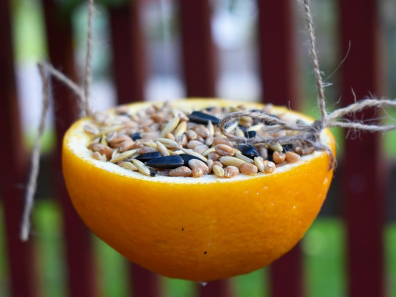 800x600px-gardenize-apelsin-fron-fagelmatare Mat åt småfåglarna om vintern
