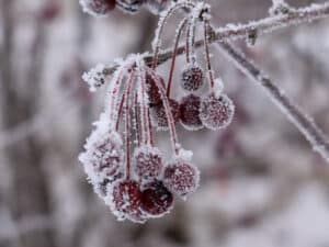 Mat till fåglarna om vintern - frusna bär