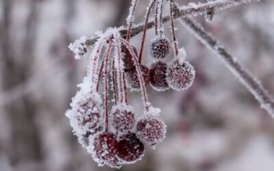 Mat till fåglarna om vintern - frusna bär