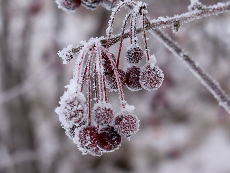 Mat till fåglarna om vintern - frusna bär