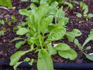 Odla i egen drivbänk