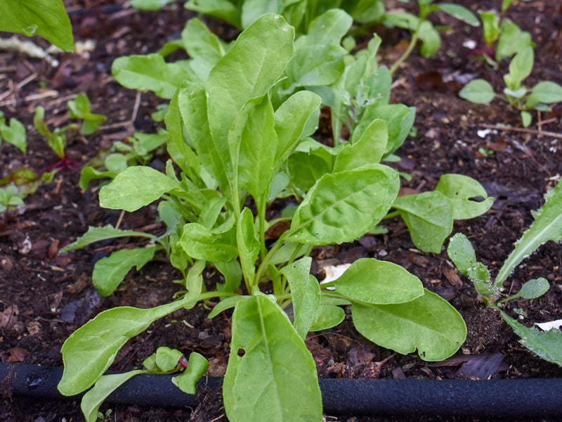 Odla i egen drivbänk