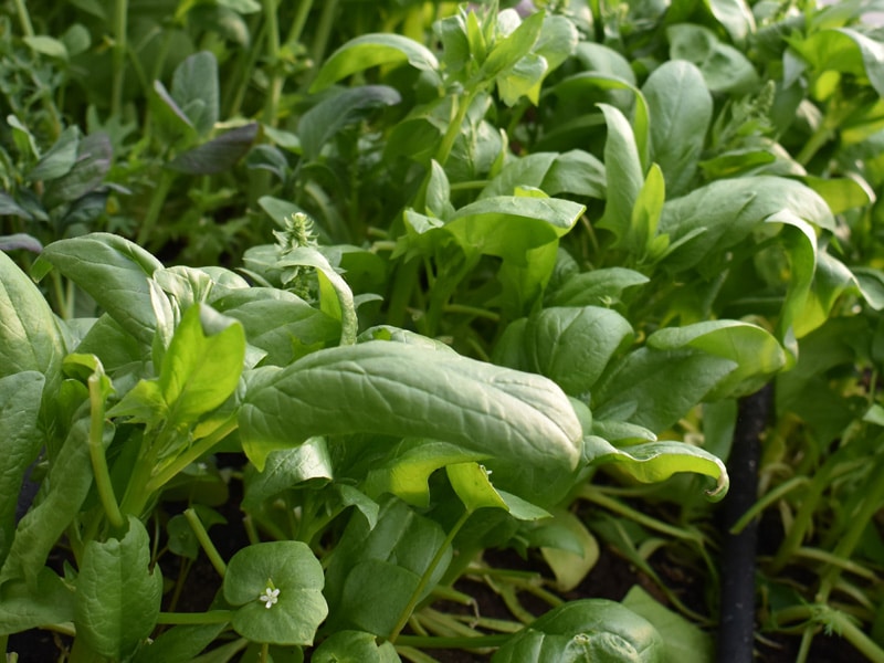 Odla i egen drivbänk